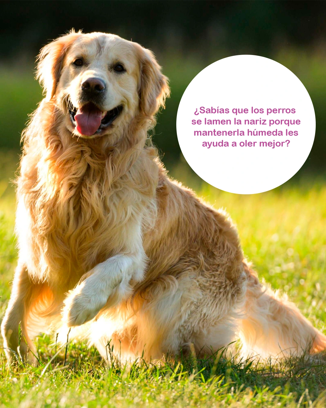 Publicación de MeyPet sobre la nariz de los perros